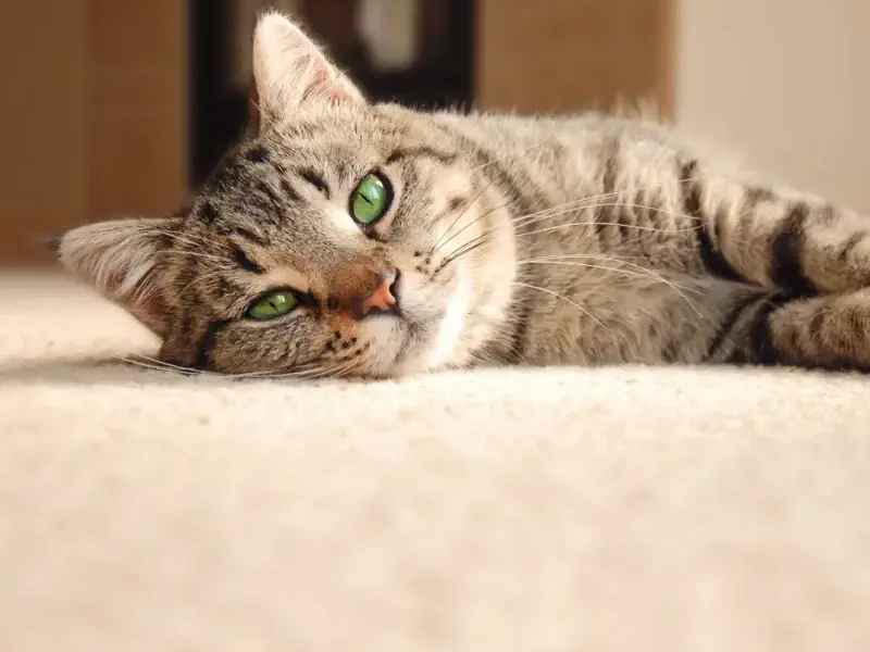 Cat lying on a carpet