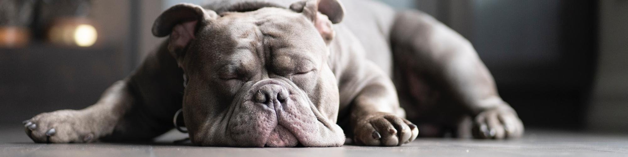 Dog sleeping on a neutral floor